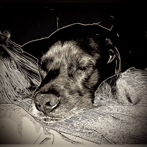 Meet your Posher, Raymond - Picture 1 of 1